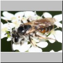 Andrena ventralis - Sandbiene w02a 10mm - det.jpg